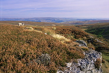 Heather moors, grouse habitat, Yorkshire Dales National Park, Yorkshire, England, United Kingdom, Europe