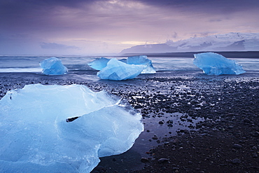 Icebergs washed ashore on Breidamerkursandur black sands, near Jokulsarlon glacial lagoon, Oraefajokull (Vatnajokull) glacier in the distance, East Iceland, Iceland, Polar Regions