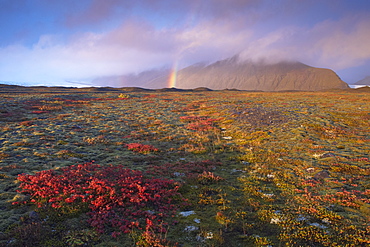 Autumn colours and rainbow over Illuklettar near Skaftafellsjokull glacier seen in the distance, Skaftafell National Park, East Iceland, Iceland, Polar Regions