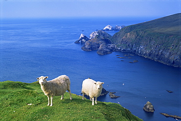 Sheep, Hermaness Nature Reserve, Hermaness, Unst, Shetland Islands, Scotland, United Kingdom, Europe