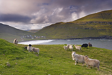 Sheep, Husavik bay and village in background, Sandoy, Faroe Islands (Faroes), Denmark, Europe