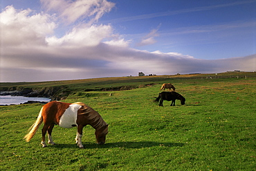 Shetland ponies, Unst, Shetland Islands, Scotland, United Kingdom, Europe