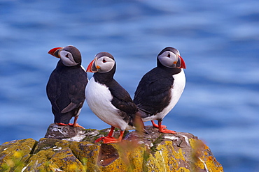 Puffins (Fratercula arctica) on small cliffs near Bakkagerdi (Borgafjordur Eystri), East Fjords (Austurland), Iceland, Polar Regions