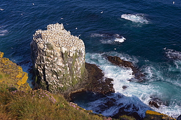 Gannet colony (Sula bassana) at Langanes, Langanes Peninsula, North Iceland (Nordurland), Iceland, Polar Regions