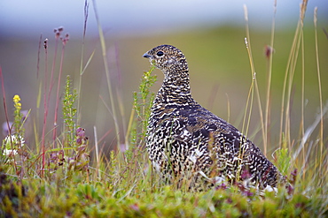 Female ptarmigan (Lagopus mutus) in summer plumage, Iceland, Polar Regions