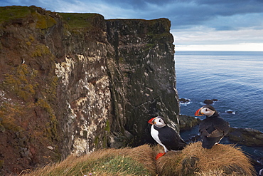 Puffins (Fratercula arctica) at Latrabjarg, largest bird colony in Europe, West Fjords (Vestfirdir), Iceland, Polar Regions