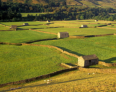 Walled fields and barns near Gunnister, Swaledale, Yorkshire Dales National Park, Yorkshire, England, United Kingdom, Europe