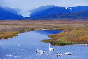 Whooper swans (Cygnus cygnus) family, Hoffelsjokull glacier in background, north of Hofn, East Fjords region (Austurland), Iceland, Polar Regions