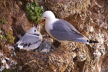 Kittiwakes (Rissa tridactyla) on small cliffs near Bakkagerdi (Borgafjordur Eystri), East Fjords (Austurland), Iceland, Polar Regions