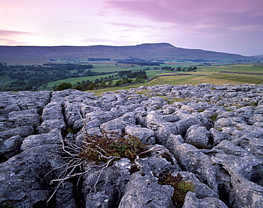 Limestone pavements near Chapel-le-Dale, Yorkshire Dales, National Park, Yorkshire, England, United Kingdom, Europe