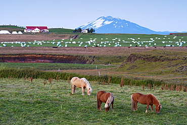 Agricultural land at the foot of the mighty volcano Hekla, north of Hella, in the south of Iceland (Sudurland), Iceland, Polar Regions