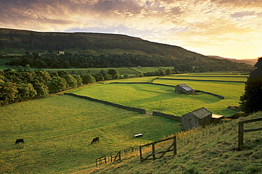 Walled fields and barns near Gunnister, Swaledale, Yorkshire Dales National Park, Yorkshire, England, United Kingdom, Europe