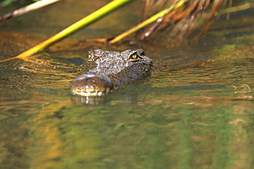 A Nile crocodile (Crocodylus niloticus) in water, Moremi Wildlife reserve, Okavango Delta, Botswana, Africa