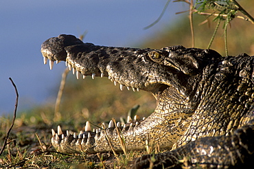 A Nile crocodile (Crocodylus niloticus) resting with open mouth at the water's edge, Kwai river, Moremi Wildlife reserve, Okavango Delta, Botswana, Africa