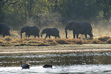 Elephants, Moremi Wildlife reserve, Okavango Delta, Botswana, Africa