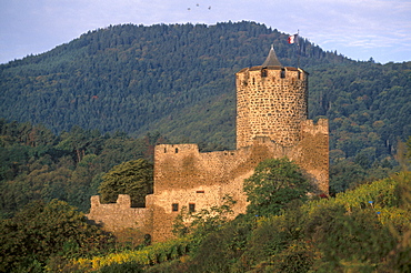 Kaysersberg imperial castle built in the 13th and 14th centuries, Haut Rhin, Alsace, France, Europe