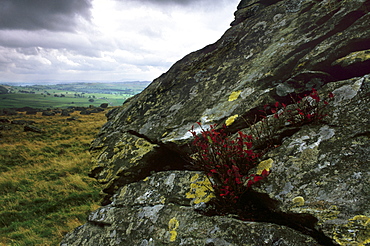 Norber erratics near Austwick, erratic boulders left on limestone pavement by erosion, Yorkshire Dales National Park, Yorkshire, England, United Kingdom, Europe