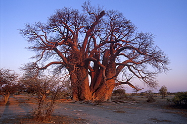 Chapman's Baobab, claimed to be the largest tree in Africa at 25 metres around, camped under and measured by early explorers Chapman, Baines, Livingstone and others. Makgadikgadi Pans National Park, Botswana, Africa