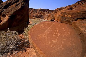 Twyfelfontein rock engravings (petroglyphs) dating from the late Stone Age, between 6000 and 2000 years, UNESCO World Heritage Site, Kunene region, Namibia, Africa