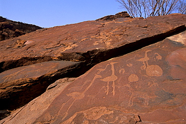 Twyfelfontein rock engravings (petroglyphs) dating from the late Stone Age, between 6000 and 2000 years, UNESCO World Heritage Site, Kunene region, Namibia, Africa