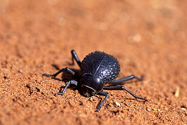 Tenebrionid beetle (Onymacris unguicularis), Namib desert, Sossusvlei, Nabib-Naukluft Park, Namibia, Africa