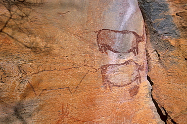 Rock art, rhinos, Tsodilo Hills, UNESCO World Heritage Site, Ngamiland, Botswana, Africa.