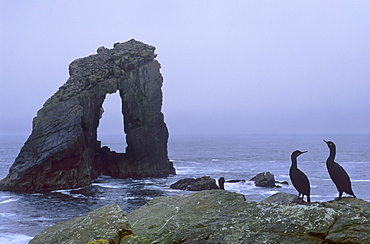 Shags and Gaada Stack, a natural arch 45 m high, old red sandstone, Foula, Shetland Islands, Scotland, United Kingdom, Europe 