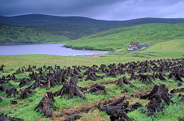 Peat drying, near Swinister, with Ronas Voe on left, Northmavine, Shetland Islands, Scotland, United Kingdom, Europe