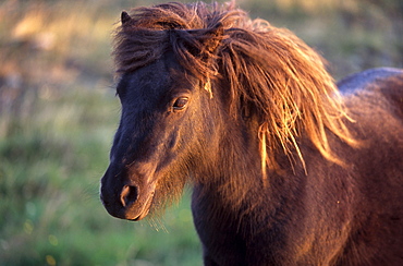 Shetland pony, Unst, Shetland Islands, Scotland, United Kingdom, Europe