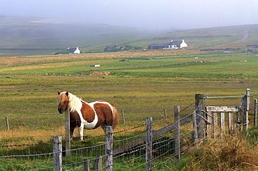 Shetland pony, Unst, Shetland Islands, Scotland, United Kingdom, Europe