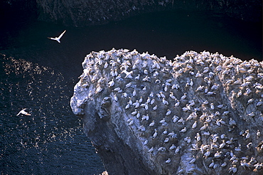 Hermaness cliffs and gannetry, Hermaness Nature Reserve, Unst, Shetland, Scotland, United Kingdom, Europe