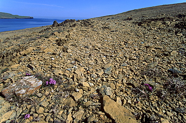 Keen of Hamar National Nature Reserve, an important botanical reserve where the soil contains toxic metals, Unst, Shetland Islands, Scotland, United Kingdom, Europe