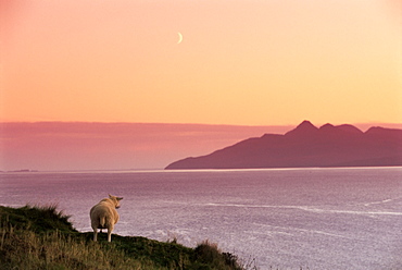 Sheep and the Isle of Rum, from the Isle of Skye, Highlands, Scotland, United Kingdom, europe