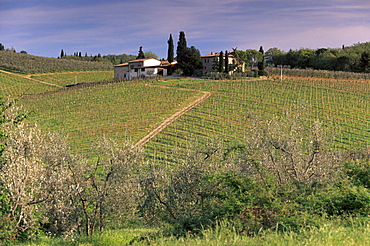 Vineyards at San Donato, Chianti, Tuscany, Italy, Europe