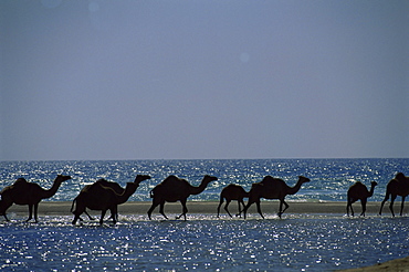 Camels crossing coastal lagoon and Arabian Sea, near Salalah, Dhofar region, Oman, Middle East