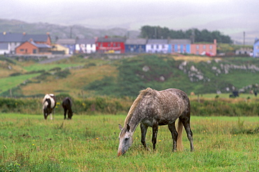 Horses, Connemara and Tinker, and village of Allihies, Beara Peninsula, County Cork, Munster, Republic of Ireland, Europe