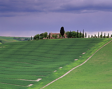 Farm and cypress trees, near Pienza, Tuscany, Italy, Europe