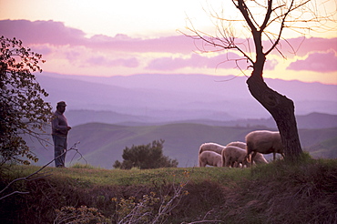 Shepherd and sheep at dusk, near Volterra, Tuscany, Italy, Europe