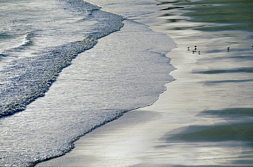 Gulls on beach, Ushinish Bay, North Harris, Outer Hebrides, Scotland, United Kingdom, Europe