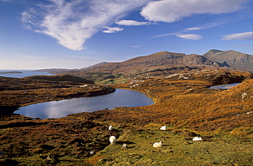 Sheep on rocky outcrops of Forest of Harris, North Harris, Outer Hebrides, Scotland, United Kingdom, Europe