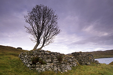 Old blackhouse ruin and tree, east coast of South Harris, South Harris, Outer Hebrides, Scotland, United Kingdom, Europe