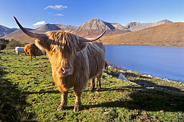 Highland cattle, Loch Hainort and Red Cuillins (Red Hills), Isle of Skye, Inner Hebrides, Scotland, United Kingdom, Europe