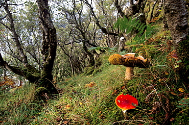 Damp forest near Portree, Isle of Skye, Inner Hebrides, Scotland, United Kingdom, Europe