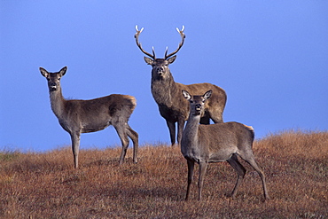 Red deer, Isle of Harris, Hebrides, Scotland, United Kingdom, Europe