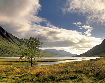 Loch Etive and lone tree, Glen Etive, near Glencoe, Highland region, Scotland, United Kingdom, Europe