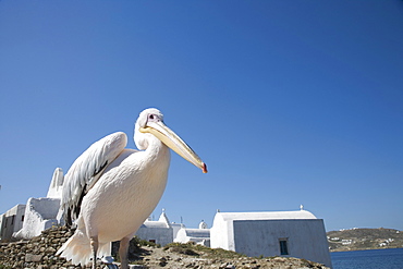 Pelican, Chora, Mykonos, Cyclades, Greek Islands, Greece, Europe