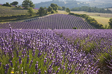 Lavender fields, Sault en Provence, Vaucluse, Provence, France, Europe