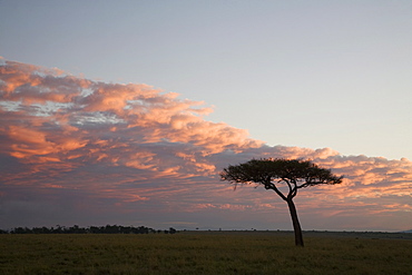 Masai Mara National Reserve, Kenya, East Africa, Africa