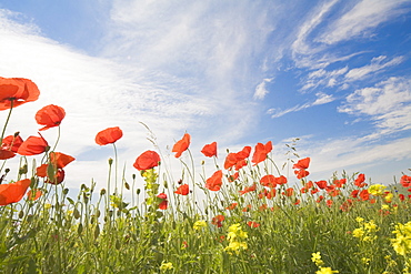 Poppies, Highland of Castelluccio di Norcia, Norcia, Umbria, Italy, Europe