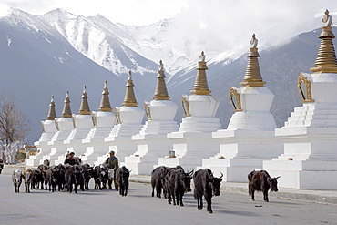 Buddhist stupas, Deqin, called Shangri-La, on the Tibetan Border, Shangri-La region, Yunnan Province, China, Asia